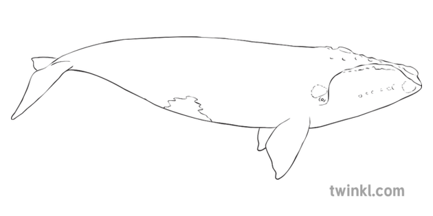 Right Whale Black And White Illustration Twinkl