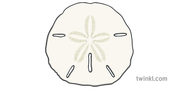 Featured image of post Sand Dollar Drawings Beautiful sand dollar drawings fine art america