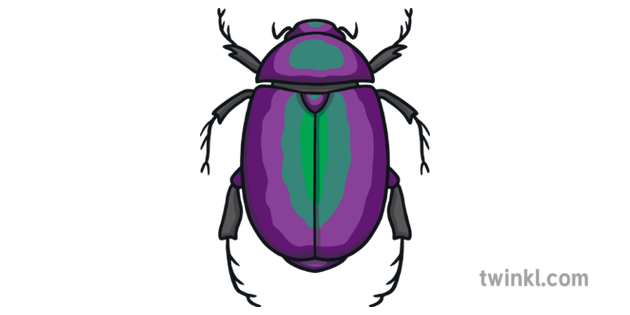 Scarab Beetle Ancient Egypt Sun God Khepri Ks1 Illustration Twinkl Scarabs were popular amulets and impression seals in ancient egypt. twinkl