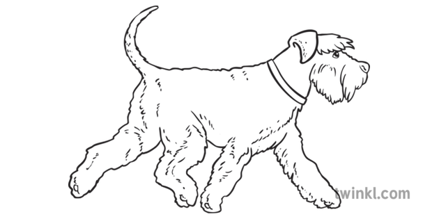 雪納瑞動物狗英語語言語音英語ks2黑色和白色1 Illustration