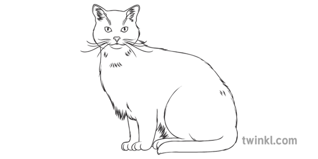 Chat Sauvage Ecossais Pshe Debat Quotidien Animaux Sauvages Gros Secondaire