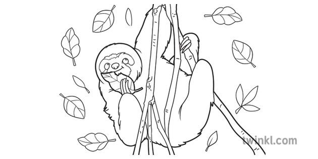 sloth eating food colouring sheet animal open eyes cute