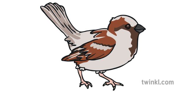 麻雀鳥自然野生動物睜開眼睛ks1 Illustration Twinkl