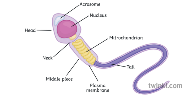 Sperm Cell Labelled Illustration - Twinkl