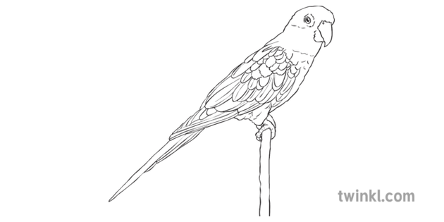 Sun Conure Black And White Illustration Twinkl,What Is A Pergola With A Roof Called