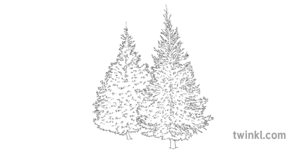 Tamarack Trees Science Ks2 Bw Rgb Illustration Twinkl