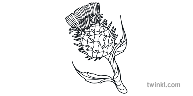 Download Thistle Mindfulness Colouring 1 Scotland Plannt Flower Colour KS1