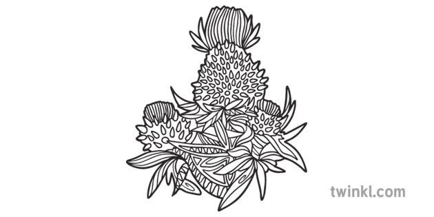 Download Thistle Mindfulness Colouring 2 Scotland Plannt Flower Colour KS1 Black and