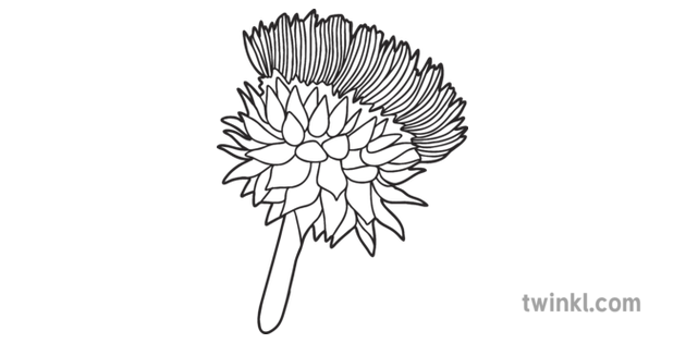 Download Thistle Mindfulness Colouring 8 Scotland Plannt Flower Colour KS1 Black and
