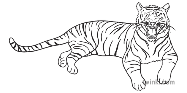 Tiger Showing Teeth Animal Lying Down Happy KS1 Black and White RGB