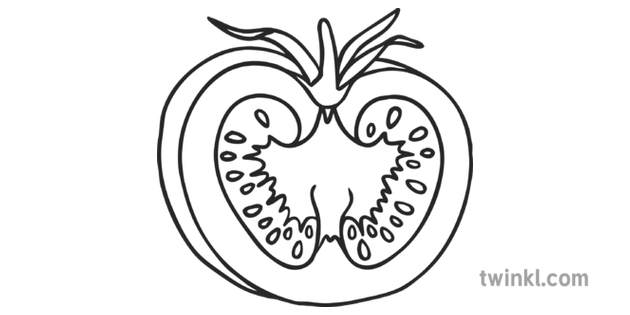 Tomato Plant Development Stage 8 Seeds Growth Seed Nature Fruit Ks1 Black Birds are less likely to pick at tomatoes because they have nowhere to perch. twinkl