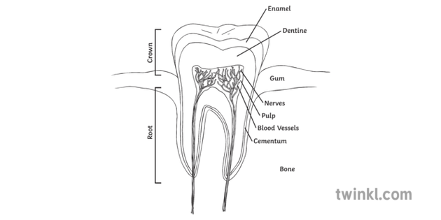 Tooth Cross Section Diagram Dentist Teeth Mouth Jaw Health Care Enamel Crown