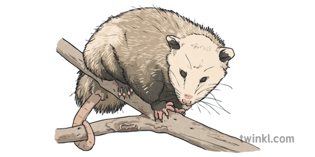What is an Opossum? - Answered - Twinkl Teaching Wiki