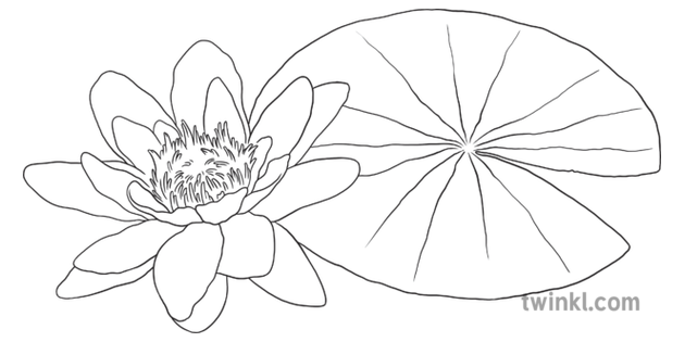 水百合無生命的對象植物花自然ks2黑白illustration Twinkl