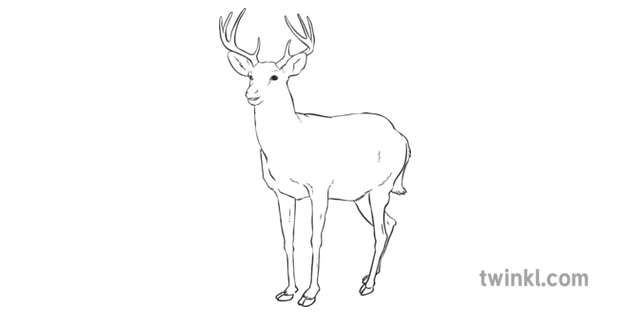 White Tailed Deer Canadian Animal Mammal Ks2 Black And White Illustration