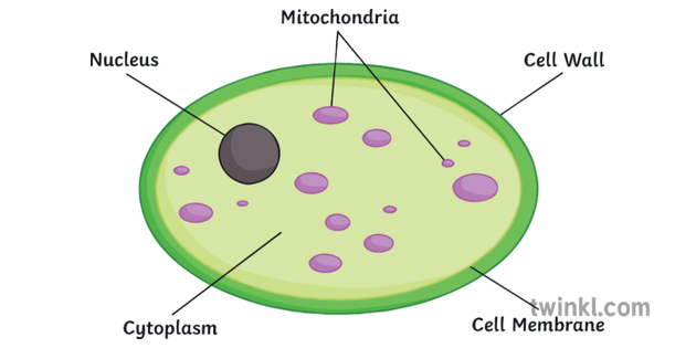 Yeast Cell Science Diagram Biology KS3 KS4 Illustration ...