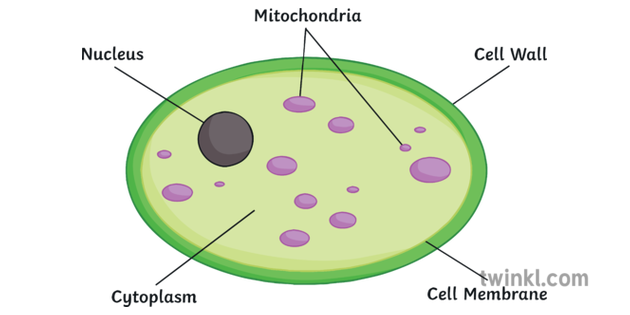 Yeast Cell Science Diagram Biology KS3 KS4 Illustration - Twinkl