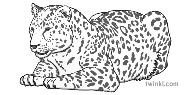 Amur Leopard Schwarz Weiss Illustration Twinkl