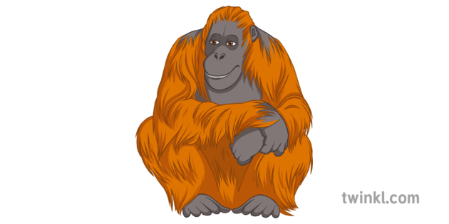 animal orangutan illustration twinkl animal orangutan illustration twinkl