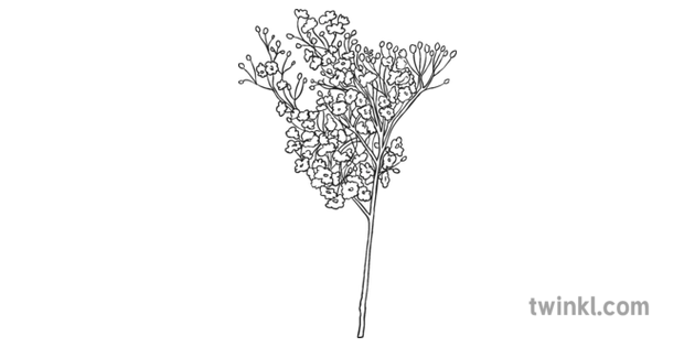 Babys Breath Flowers Black And White 1 Illustration Twinkl