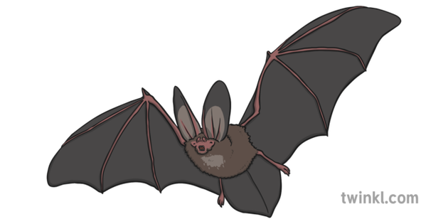 Bat, Halloween Bat File, mammal, holidays, vertebrate png