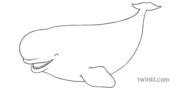 Beluga Whale Black And White Illustration Twinkl