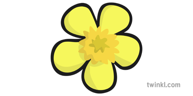 buttercup flower png