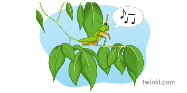 Cricket Singing In Summer Illustration Twinkl