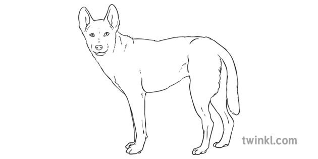 Dingo Black And White 2 Illustration Twinkl