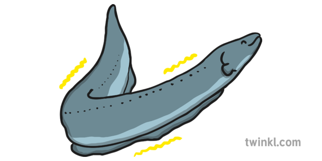 Electric Eel Illustration Twinkl