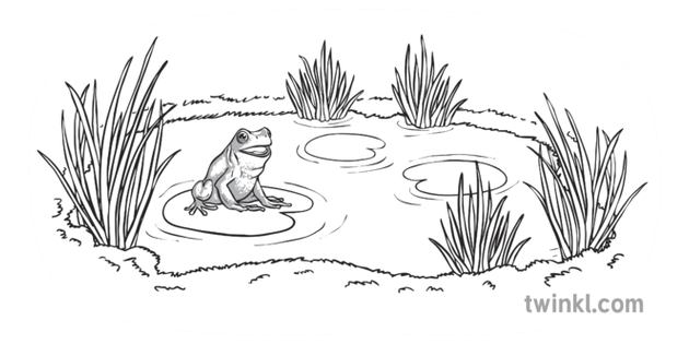 青蛙在水中唱歌沒有背景黑白illustration Twinkl