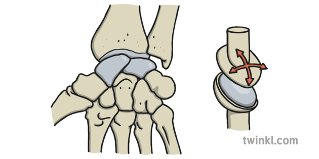 Structure Of A Gliding Joint