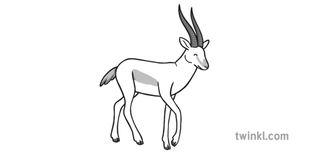 gazelle black and white