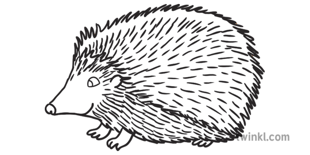 Herisson Noir Et Blanc Rgb Ver 1 Illustration Twinkl
