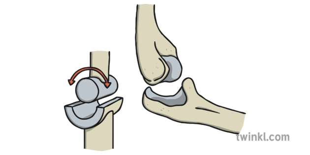 Hinge Joint Illustration - Twinkl