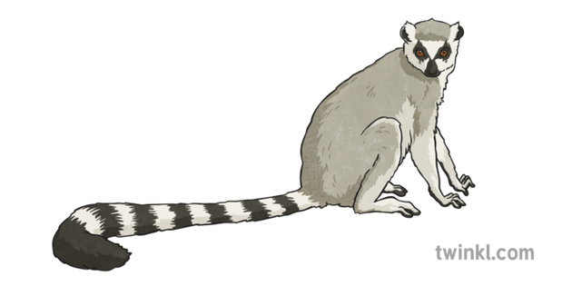 Lemur PNG transparent image download, size: 550x325px