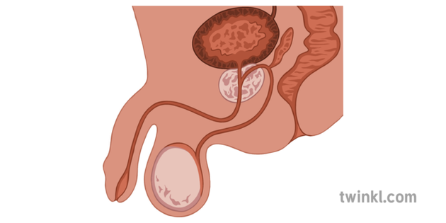 Male Reproductive System Coloured Illustration Illustration Twinkl