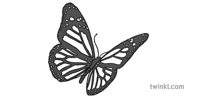 Monarch Butterfly Black And White Illustration Twinkl