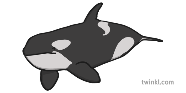 Orca Ausmalbild
