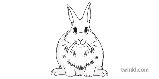 Mascotas Conejito Conejo Blanco Y Negro Ilustracion Twinkl