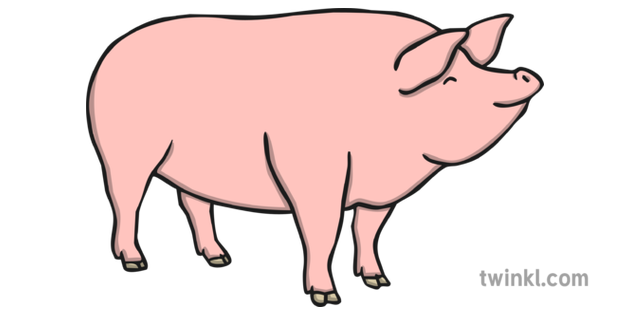 Pig 5 Ilustracao Twinkl