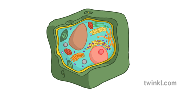 30 Label A Plant Cell Diagram Labels Design Ideas 2020