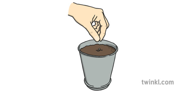 Planting Seed Illustration Twinkl