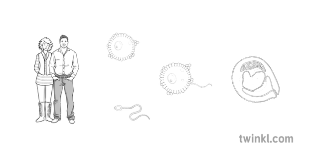 Sexual Reproduction Black And White Illustration Twinkl