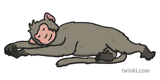 Sleeping Monkey Illustration Twinkl