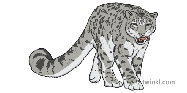 Snow Leopard Illustration - Twinkl