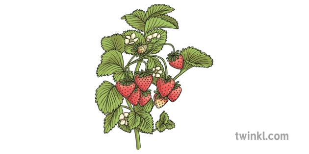 Strawberry Plant 1 Ilustracja Twinkl