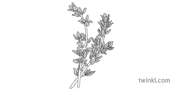 Thyme Black And White Illustration Twinkl