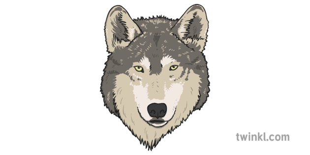 Wolf Face Illustration Twinkl