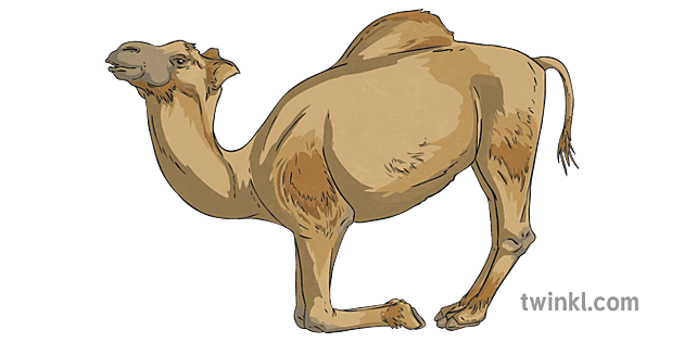 ラクダ 動物 砂漠 リラックス ポーズ ヨガ エクササイズ ライフ Ks2 Illustration Twinkl